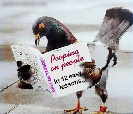 funny bird book, how to poop on people