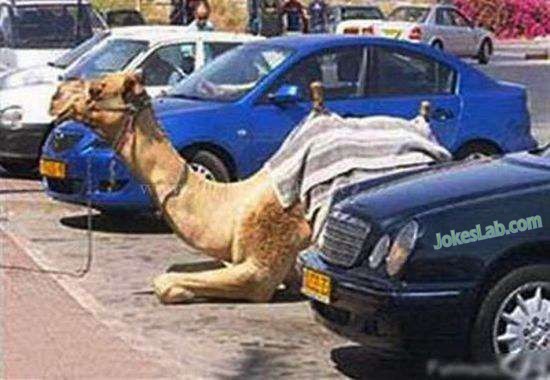 funny camel parking with a parking slot